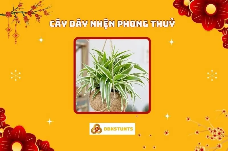 Cây Dây Nhện Phong Thuỷ: Ý Nghĩa, Cách Trồng Và Chăm Sóc