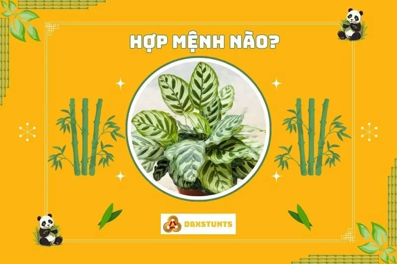 Cây đuôi công phong thuỷ hợp mệnh nào và tuổi nào?