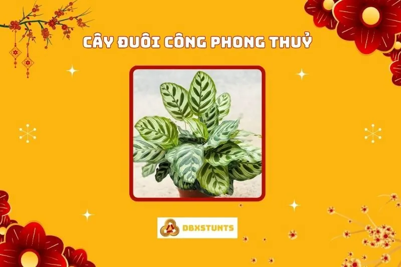 Cây Đuôi Công Phong Thuỷ: Ý Nghĩa Và Cách Chăm Sóc
