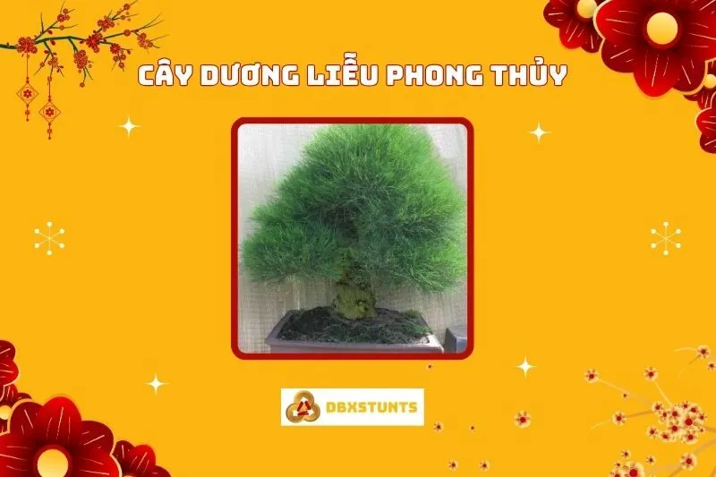 Cây Dương Liễu Phong Thủy: Ý Nghĩa Và Cách Bố Trí Hợp Mệnh