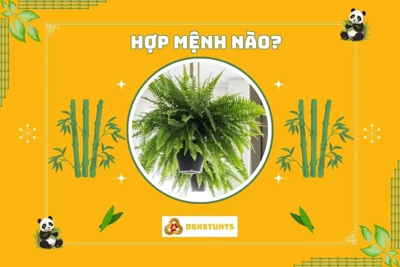 Cây dương xỉ phong thủy hợp mệnh nào, tuổi nào?
