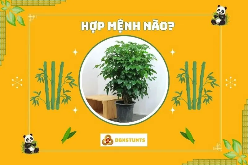 Cây hạnh phúc hợp mệnh gì, tuổi gì?