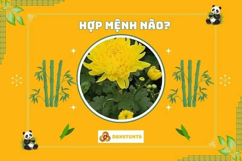 Cây hoa cúc phong thủy hợp với mệnh nào?