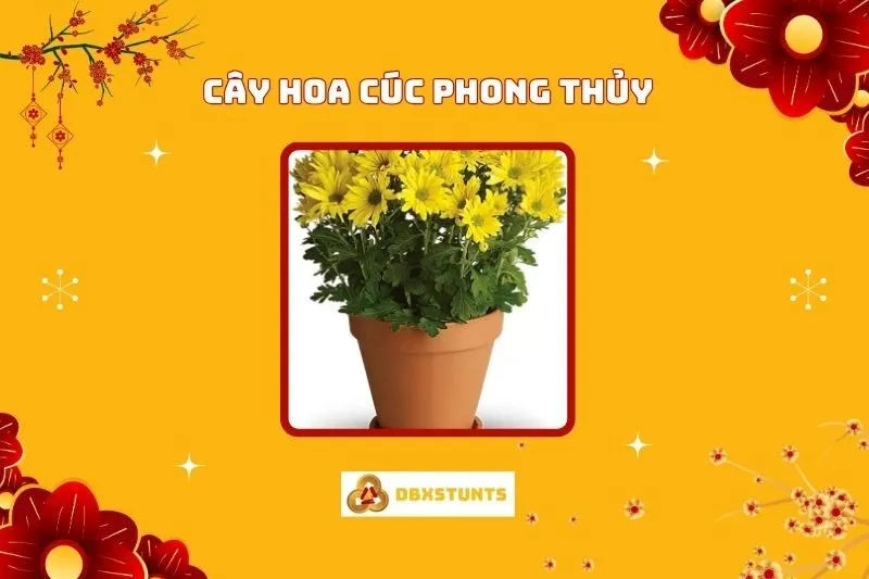 Cây Hoa Cúc Phong Thuỷ: Ý Nghĩa, Cách Bố trí, Hợp Mệnh Nào