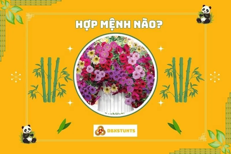Cây hoa dạ yến thảo hợp mệnh nào?