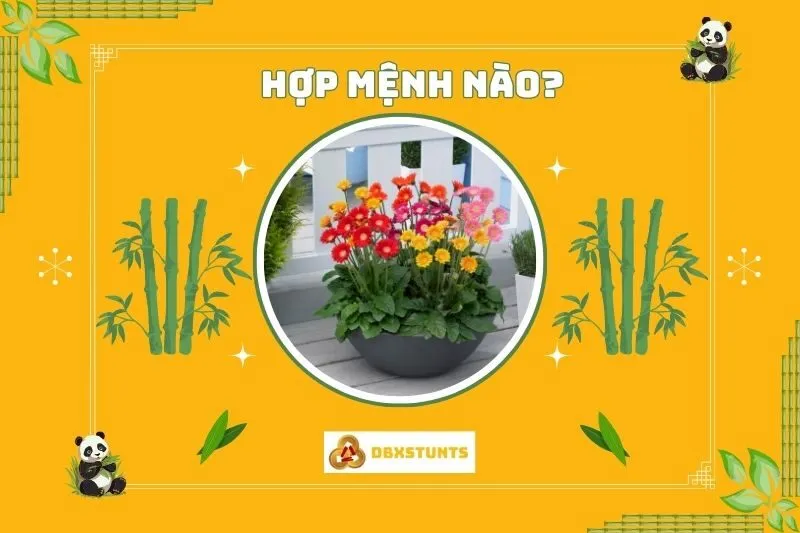 Cây hoa đồng tiền hợp với mệnh nào và tuổi nào?