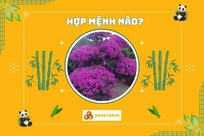 Cây hoa giấy phong thủyhợp mệnh nào, tuổi nào?