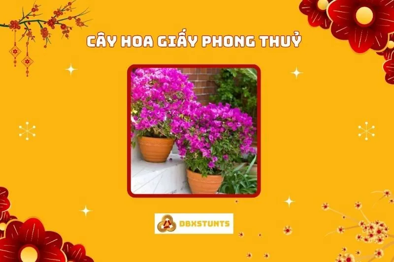 Cây Hoa Giấy Phong Thủy: Ý Nghĩa, Hợp Mệnh Nào Và Cách Trồng