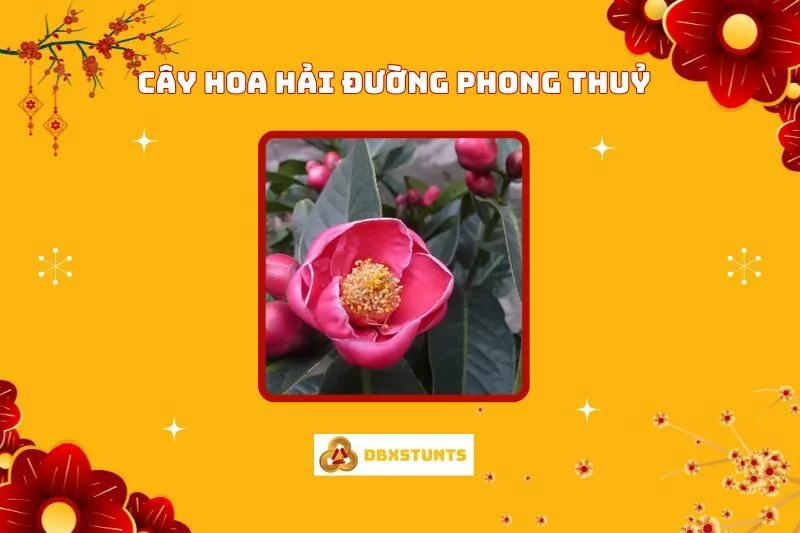 Cây Hoa Hải Đường Phong Thuỷ: Nguồn Gốc, Ý Nghĩa Và Cách Chăm Sóc