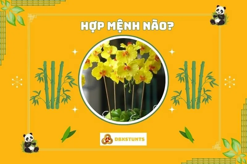 Cây hoa lan phong thủy hợp mệnh gì?