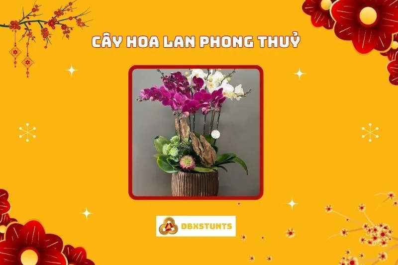 Cây Hoa Lan Phong Thủy: Ý Nghĩa, Cách Trồng Và Hợp Mệnh