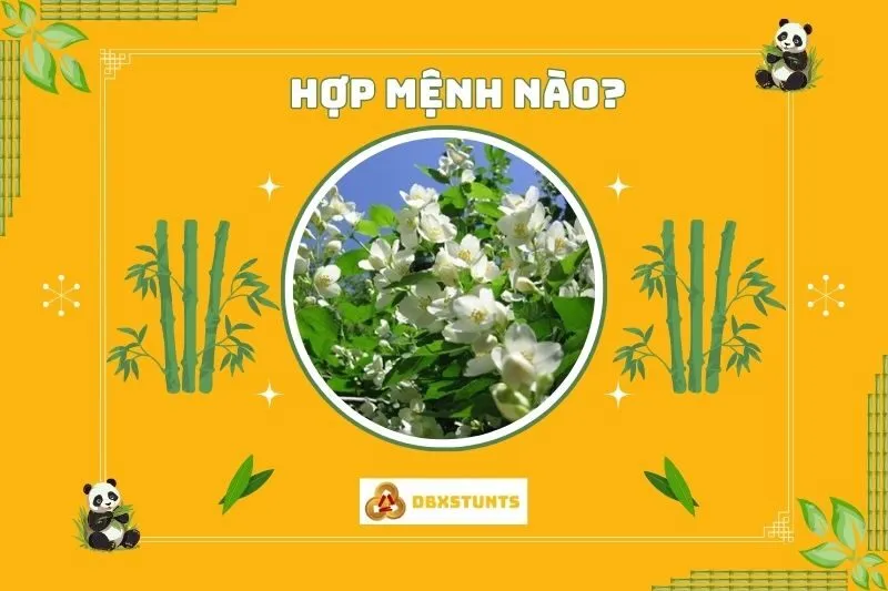 Cây hoa nhài hợp mệnh gì và tuổi nào?