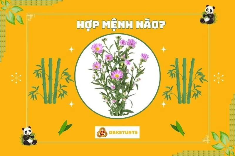Cây Hoa Thạch Thảo Hợp Với Mệnh Nào Trong Phong Thuỷ?