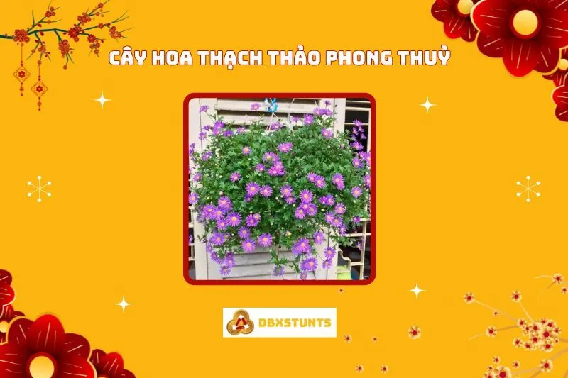 Cây Hoa Thạch Thảo Phong Thuỷ: Ý Nghĩa, Cách Trồng Và Chăm Sóc
