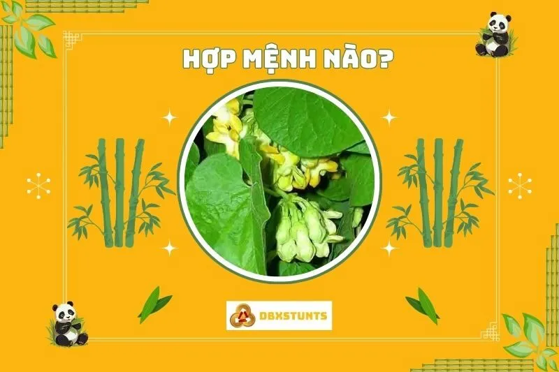 Cây hoa thiên lý Phong thuỷ hợp mệnh nào?