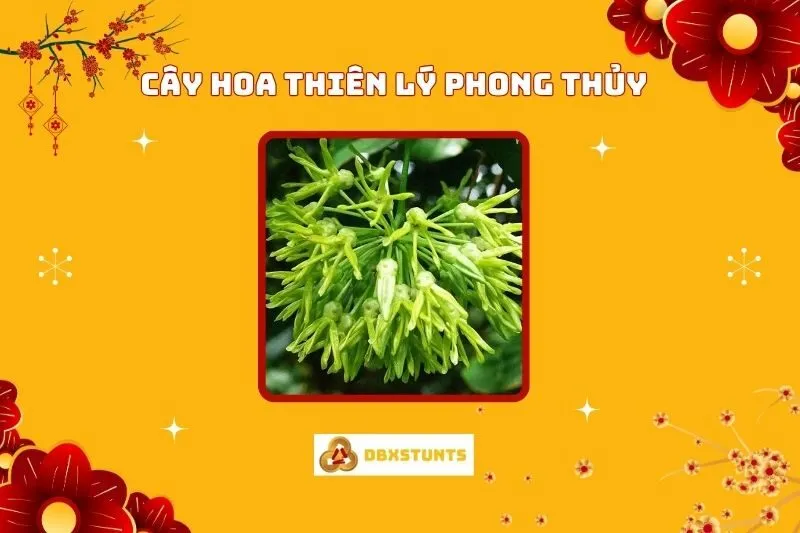 Cây hoa thiên lý phong thủy: Ý nghĩa, lợi ích và cách trồng hiệu quả