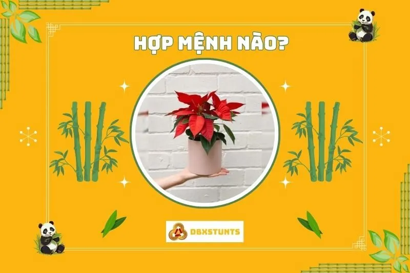 Cây hoa trạng nguyên hợp với mệnh nào và tuổi nào?