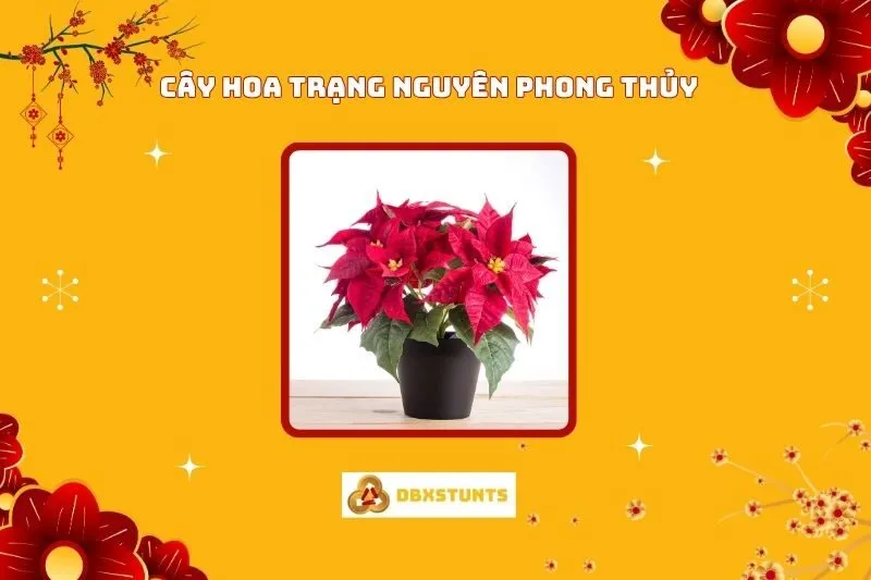 Cây Hoa Trạng Nguyên Phong Thuỷ: Ý Nghĩa, Cách trồng, Hợp Mệnh Nào