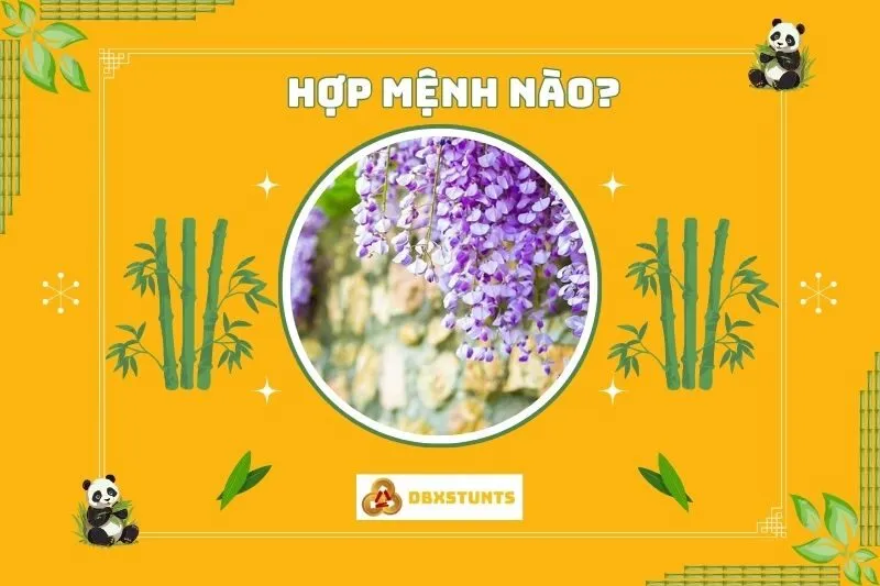 Cây Hoa Tử Đằng Hợp Với Mệnh Nào Trong Phong Thủy?