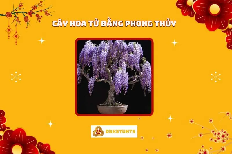 Cây Hoa Tử Đằng Phong Thủy: Ý Nghĩa Và Cách Trồng, Hợp Mệnh Nào