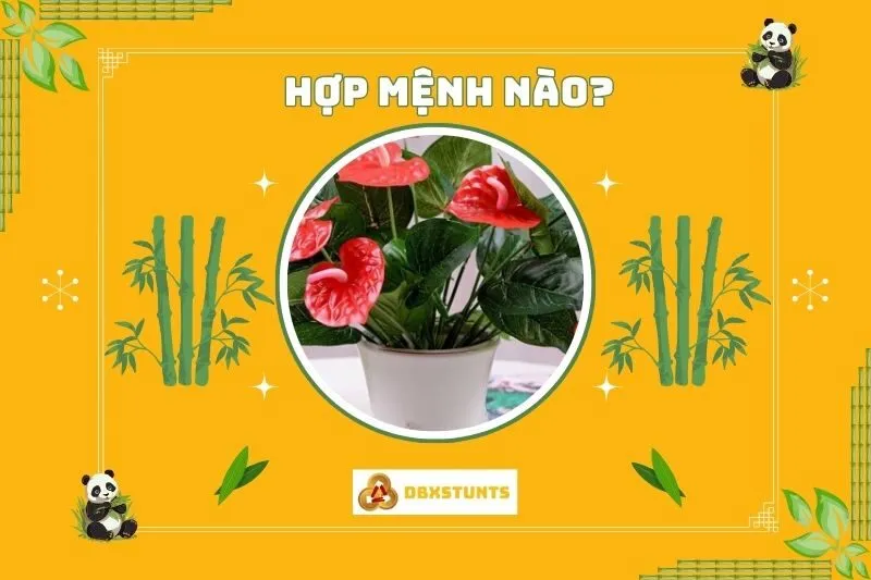 Cây hồng môn phong thuỷ hợp mệnh nào, tuổi nào?