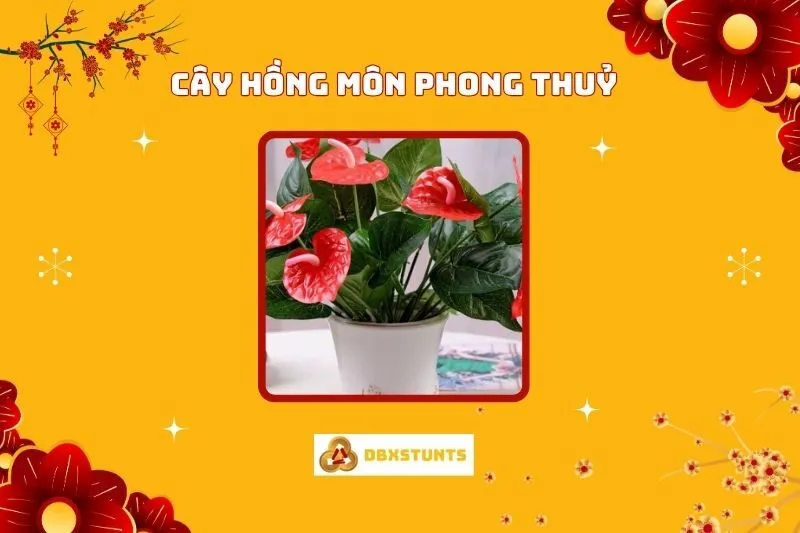 Cây Hồng Môn Phong Thuỷ: Ý Nghĩa, Mệnh Hợp, Cách Trồng, Bố Trí