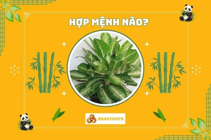 Cây huy hoàng hợp mệnh nào và tuổi nào?