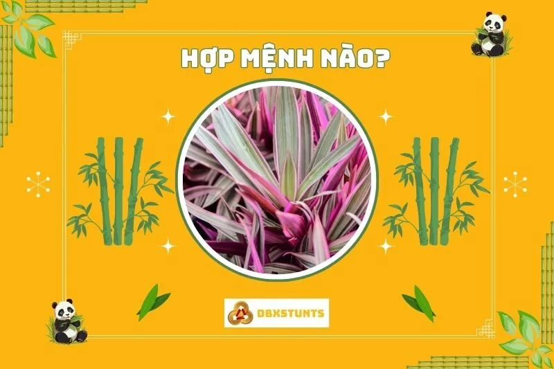 Cây huyết dụ hợp với mệnh nào trong phong thủy?