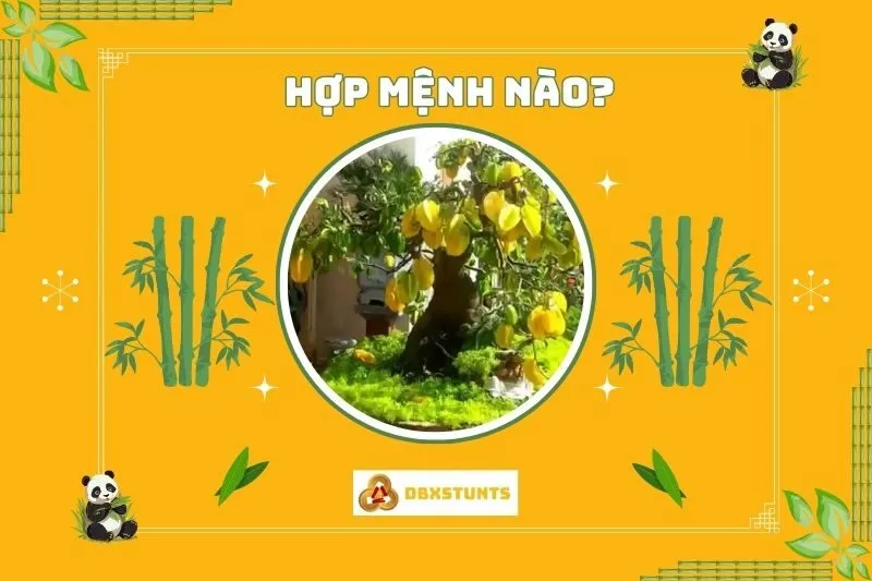 Những tuổi và mệnh hợp trồng cây khế phong thủy