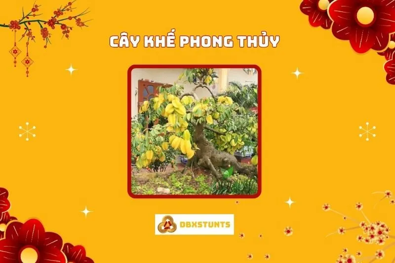 Cây khế phong thủy: Ý nghĩa, cách trồng và chăm sóc thu hút tài lộc