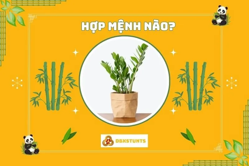 Cây kim tiền hợp mệnh gì và tuổi nào?