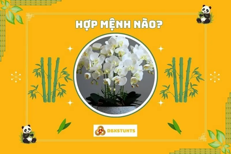 Cây lan hồ điệp phong thủy hợp mệnh nào?
