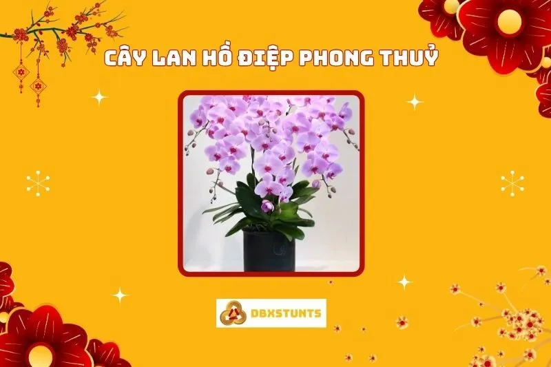 Cây Lan Hồ Điệp Phong Thuỷ: Ý Nghĩa, Cách Trồng Và Chăm Sóc