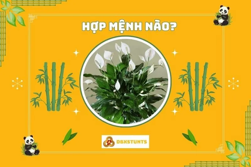 Cây lan ý hợp với mệnh nào và tuổi nào?