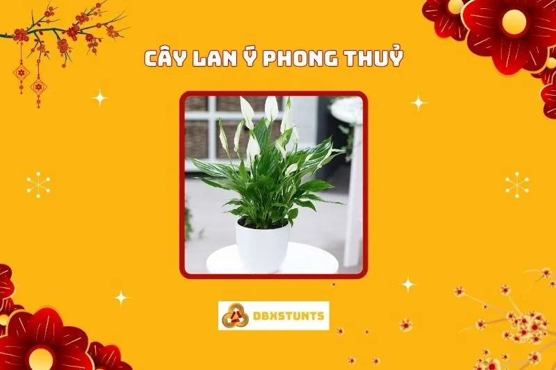 Cây Lan Ý Phong Thủy: Ý Nghĩa, Hợp Mệnh, Cách Trồng và Trang Trí