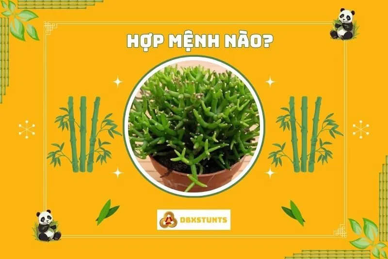 Cây lộc nhung hợp với mệnh nào trong phong thủy?