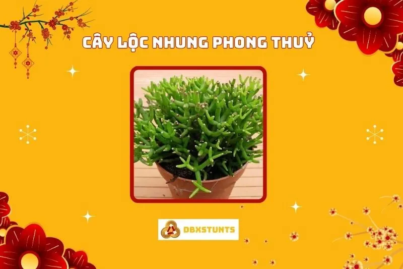 Cây Lộc Nhung Phong Thủy: Ý Nghĩa, Cách Trồng, Chăm Sóc
