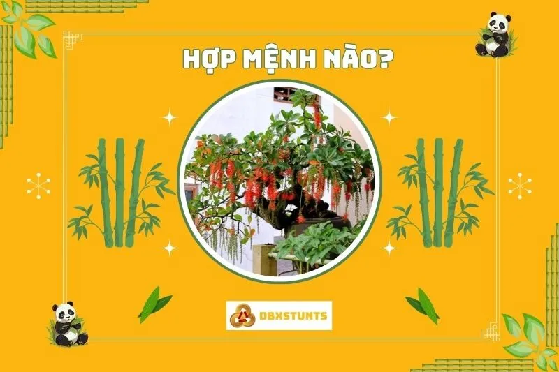 Cây lộc vừng hợp mệnh nào, tuổi nào?