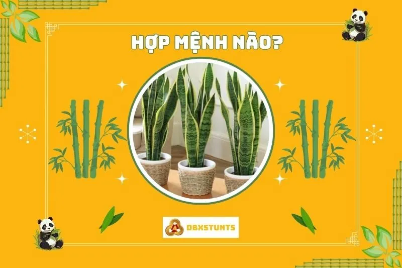 Cây lưỡi hổ hợp mệnh nào và tuổi nào?