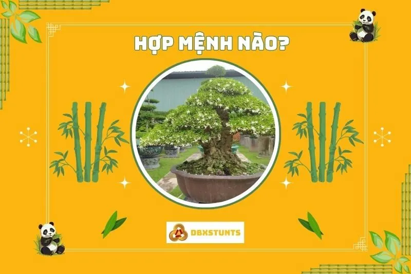 Cây mai chiếu thủy hợp với mệnh nào?