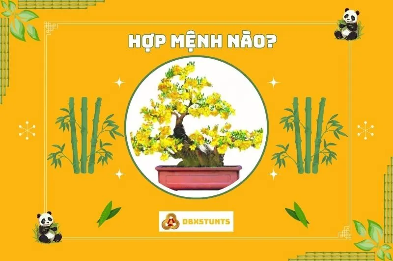 Cây mai vàng phong thủy hợp mệnh nào?