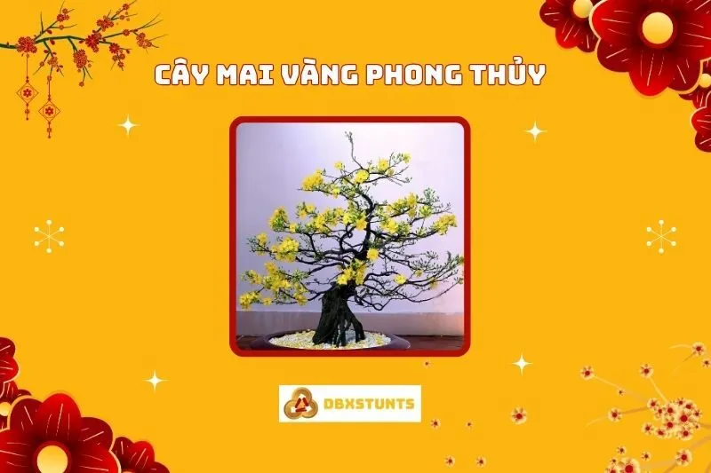 Cây Mai Vàng Phong Thủy: Ý Nghĩa, Nguồn Gốc Và Cách Trưng Bày