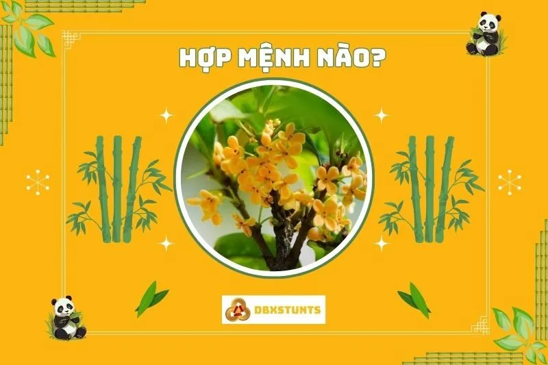 Cây mộc hương phong thủy hợp với mệnh nào, tuổi nào?