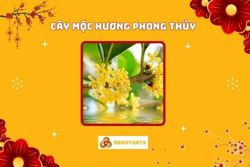 Cây Mộc Hương Phong Thủy: Ý Nghĩa Và Cách Trồng