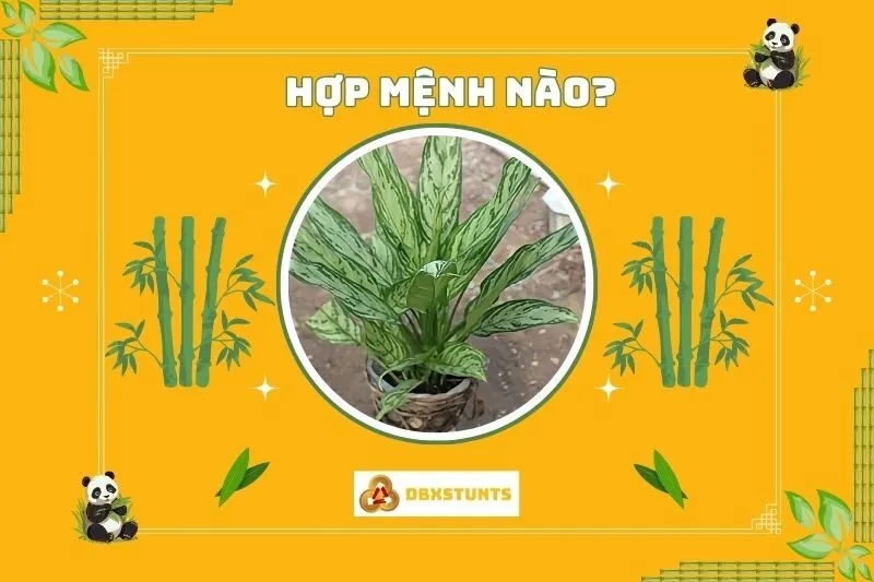 Cây ngân hậu hợp với mệnh nào?