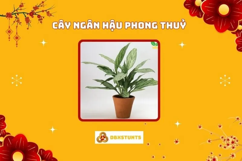 Cây Ngân Hậu Phong Thuỷ: Ý Nghĩa, Hợp Mệnh Nào, Cách Chăm Sóc