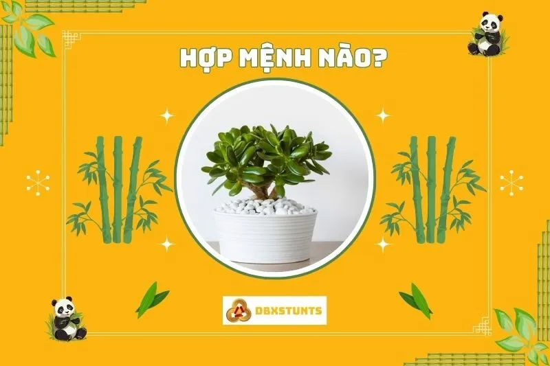 Cây ngọc bích hợp với mệnh và tuổi nào?