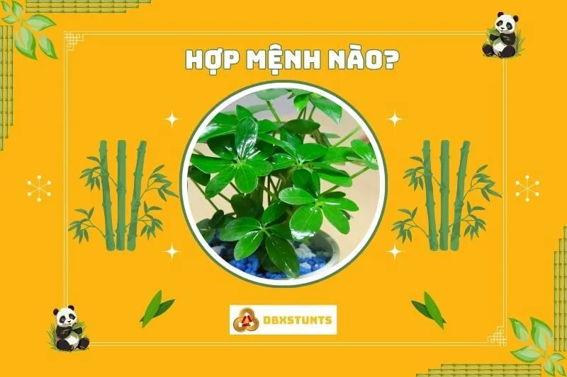 Cây ngũ gia bì hợp mệnh nào và tuổi nào?