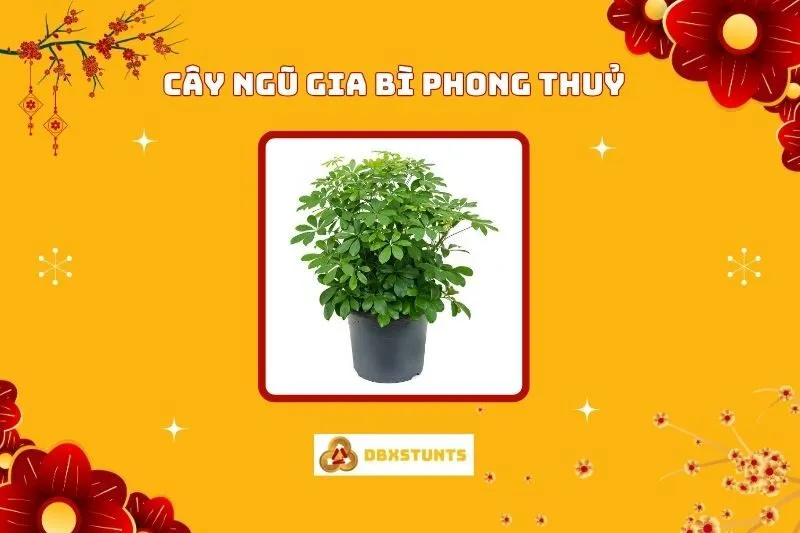 Cây Ngũ Gia Bì Phong Thủy: Ý Nghĩa, Cách Trồng Và Chăm Sóc