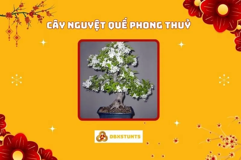 Cây Nguyệt Quế Phong Thủy: Ý Nghĩa, Hợp Mệnh Nào, Cách Trồng